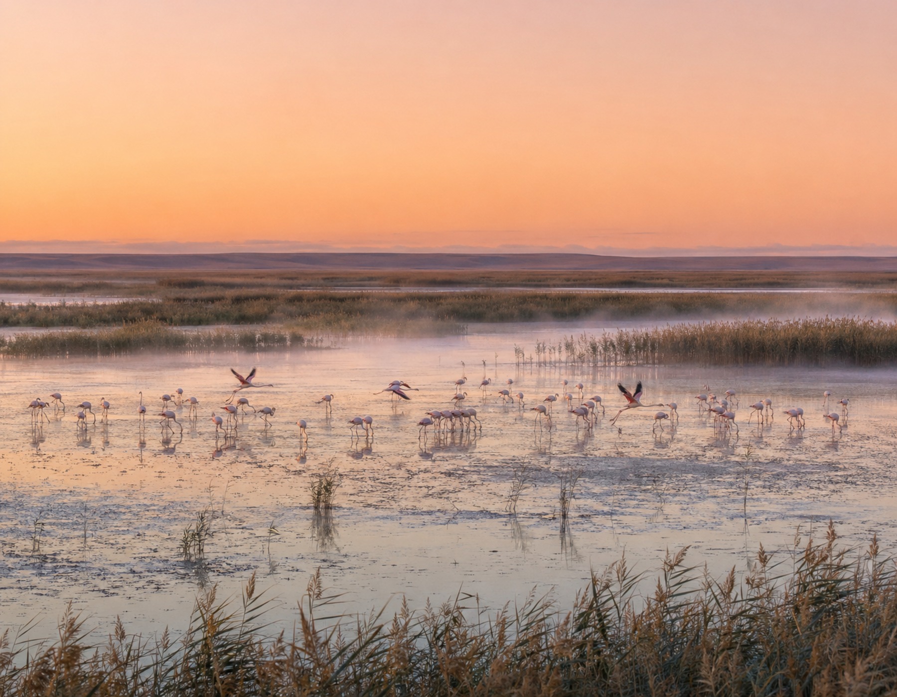 Korgalzhyn flamingos
